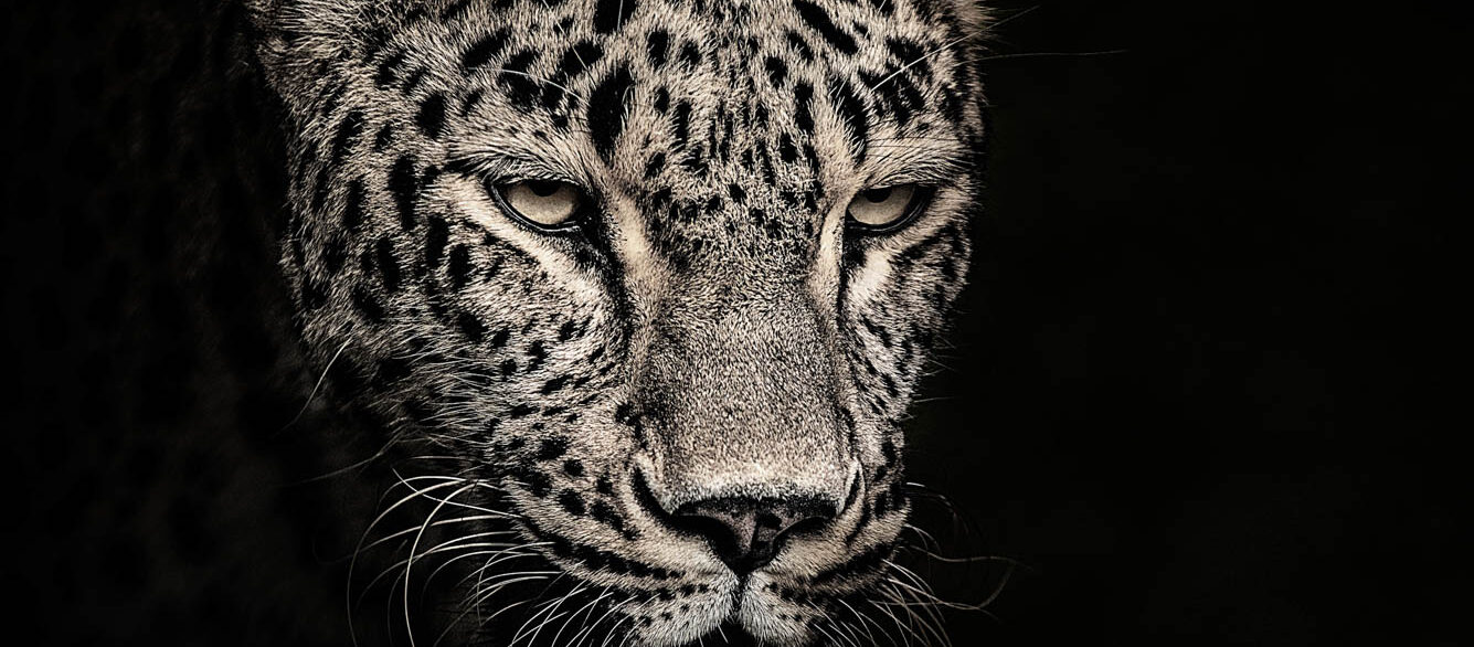 Leopard portrait