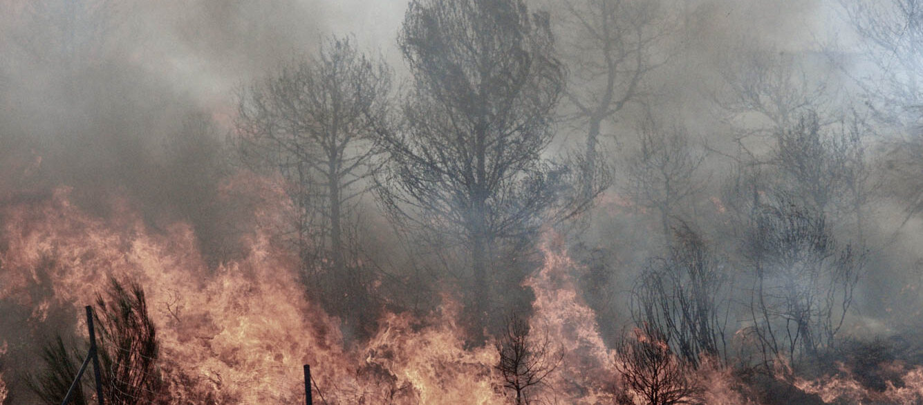 Wildfire Wildfire in forest with smoky sky