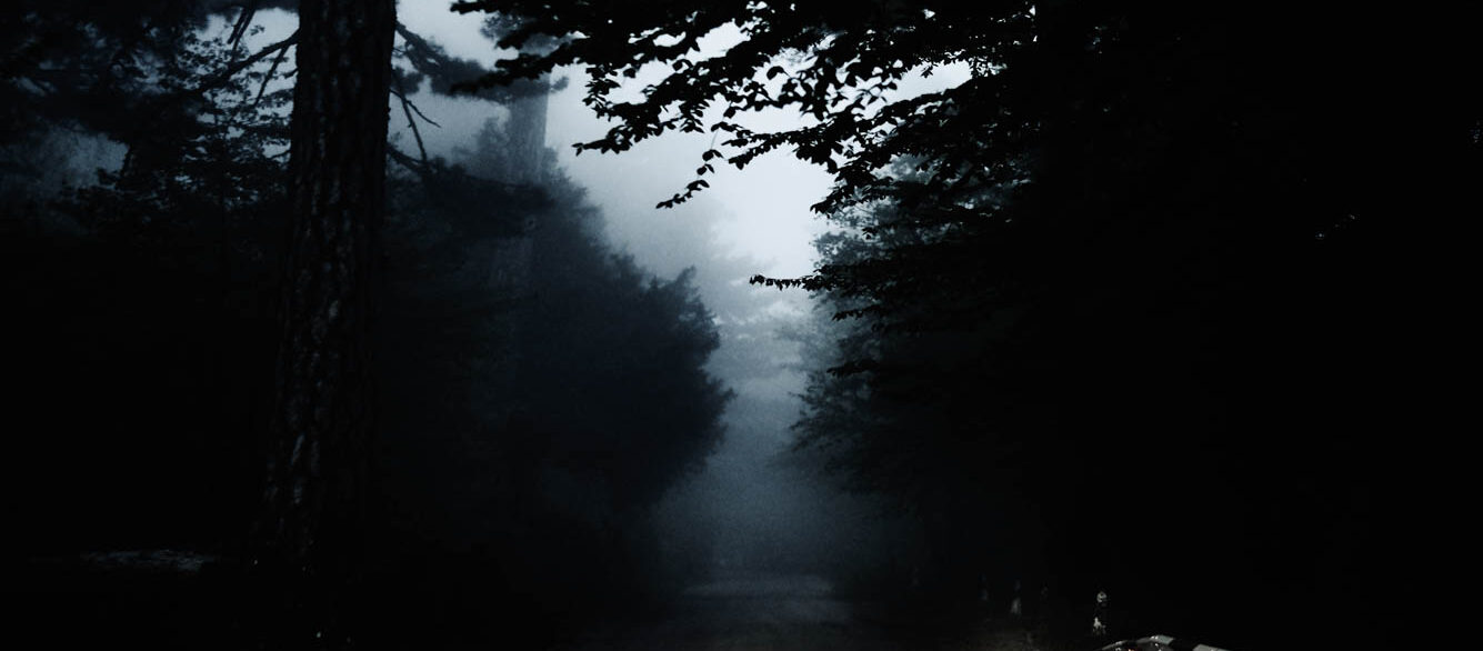 Road in forest Road in forest