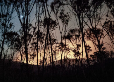 Forest fire, bushfire on the horizon with glowing night sky and stars and silhouetted trees, Blue Mountains, Australia Forest fire, bushfire on the horizon with glowing night sky and stars and silhouetted trees, Blue Mountains, Australia
