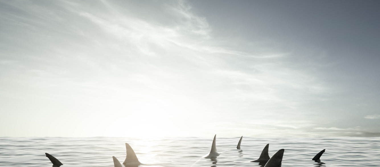 Danger area Several shark fins sticking out of water