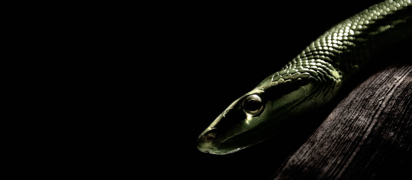 Close-Up Of Green Snake On Tree At Night Close-Up Of Green Snake On Tree At Night