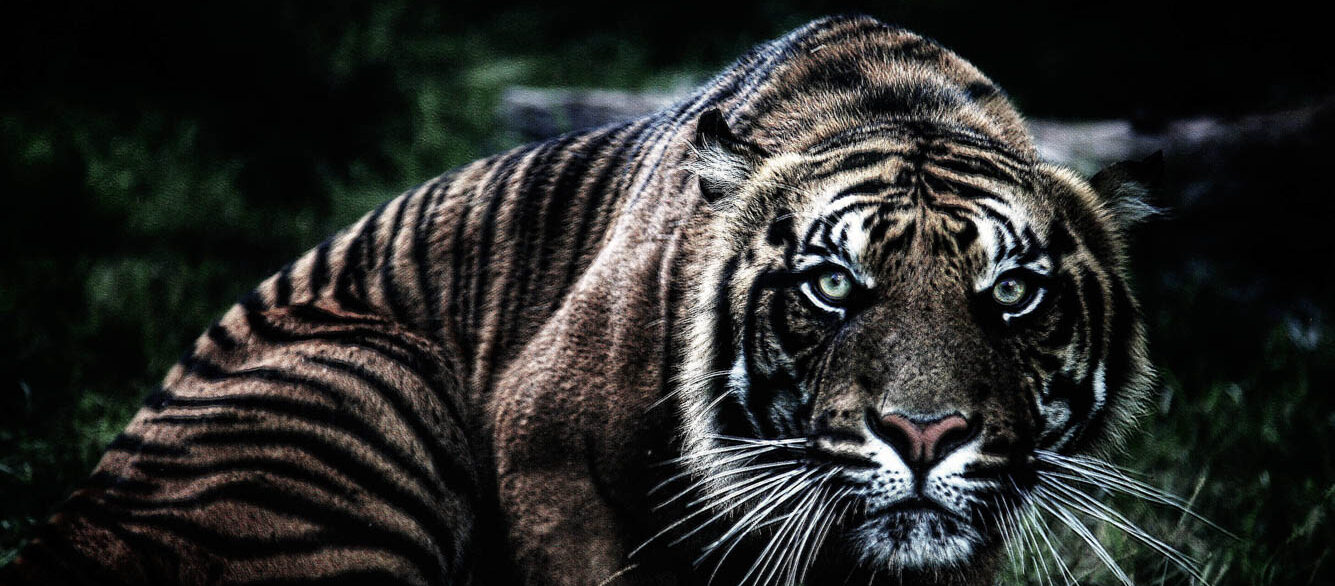 Tiger crouching ready to pounce Tiger crouching ready to pounce