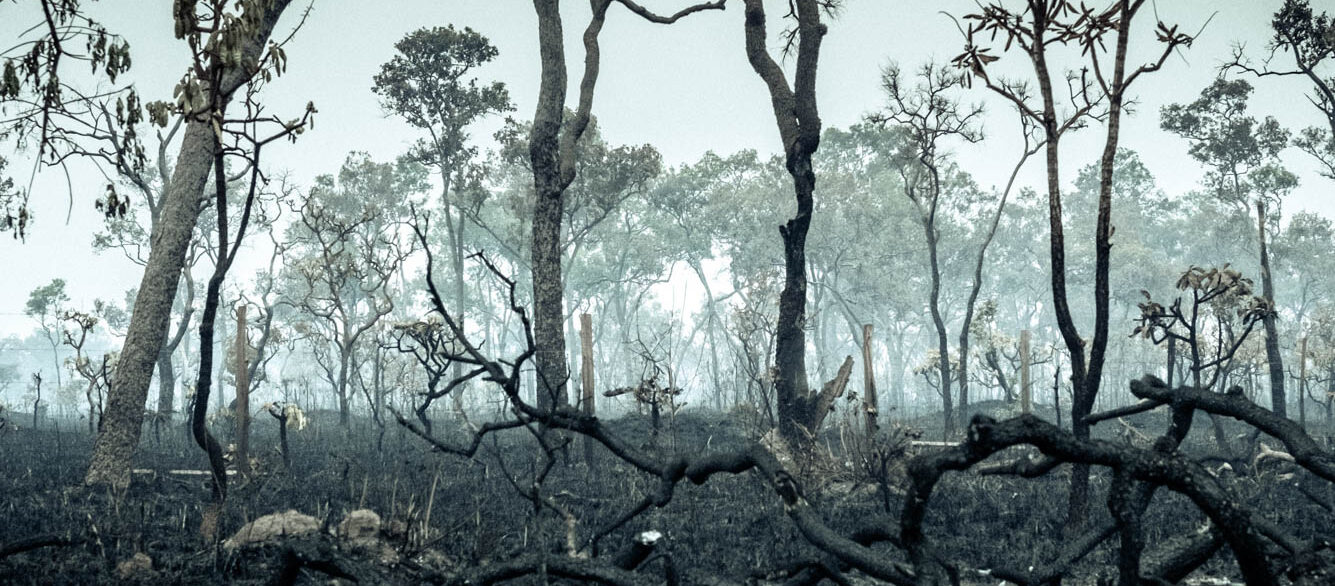Burnt Down Amazon Tropical Rain Forest Burnt Down Amazon Tropical Rain Forest