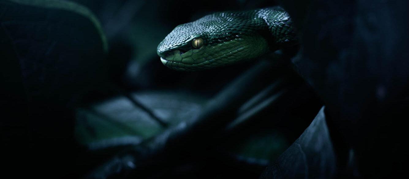White lipped pit viper (Trimeresurus albolabris) hiding in the forest undergrowth, Thailand White lipped pit viper (Trimeresurus albolabris) hiding in the forest undergrowth, Thailand