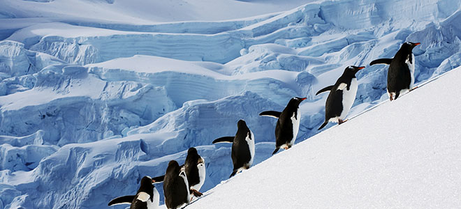 real time penguin