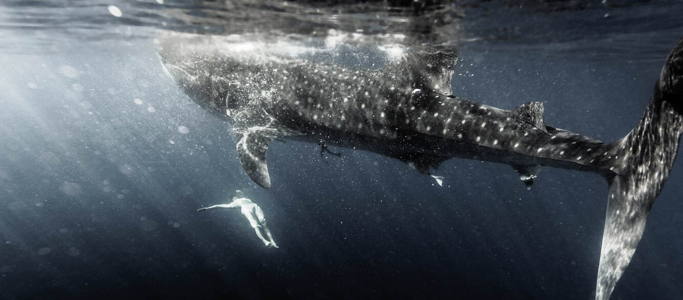 Woman swimming with whale shark. Woman swimming with whale shark.