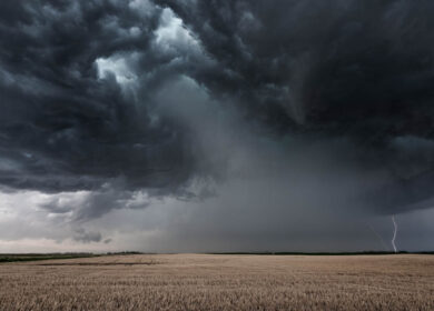 Rain and lightning in the distance over a wheat field Rain and lightning in the distance over a wheat field