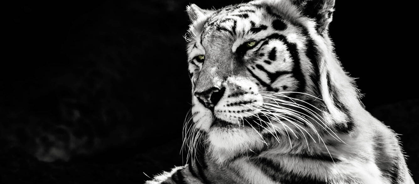 amazing white albino tiger with green eyes amazing white albino tiger with green eyes