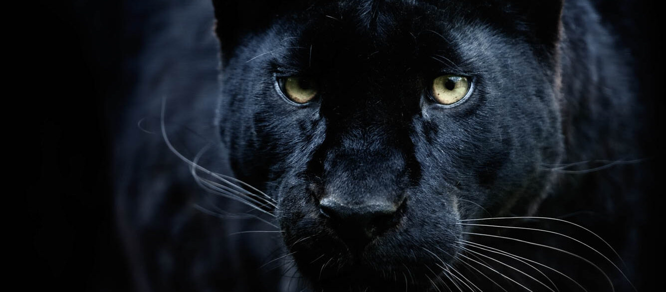 Close-up portrait of black panther Close-up portrait of black panther