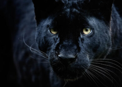 Close-up portrait of black panther Close-up portrait of black panther