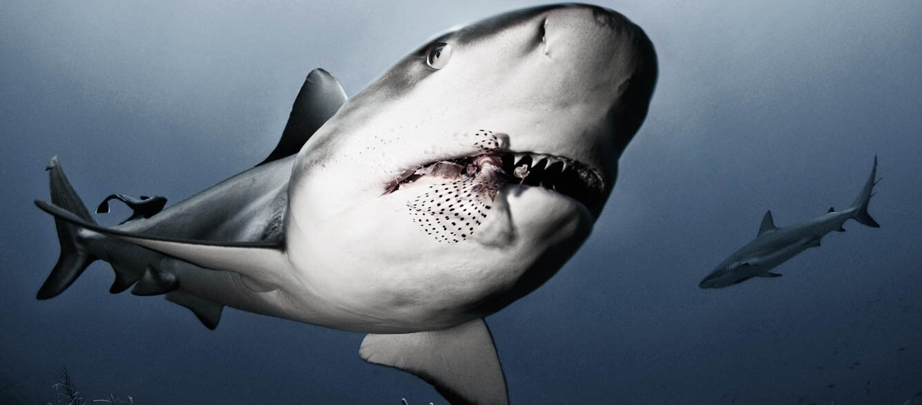 Caribbean Sharks eating lionfish Caribbean Sharks eating lionfish