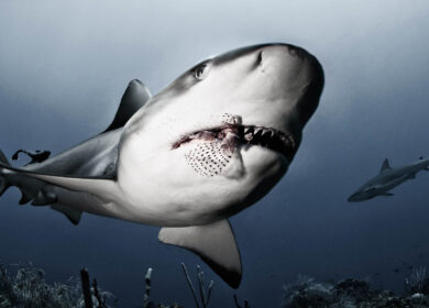 Caribbean Sharks eating lionfish Caribbean Sharks eating lionfish