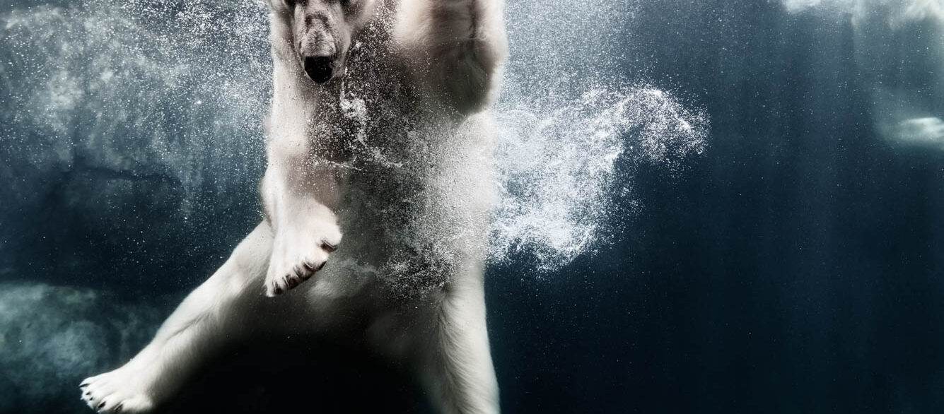 Polar bear in water Polar bear in water