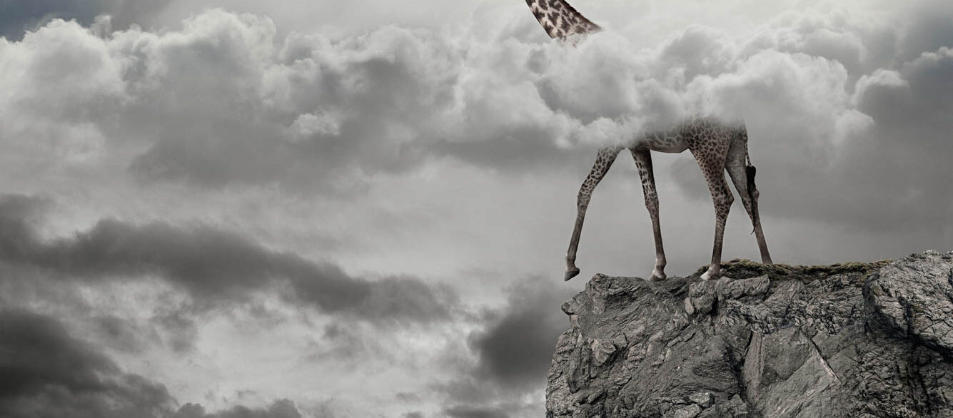 Giraffe with head in clouds walking over cliff Giraffe with head in clouds walking over cliff