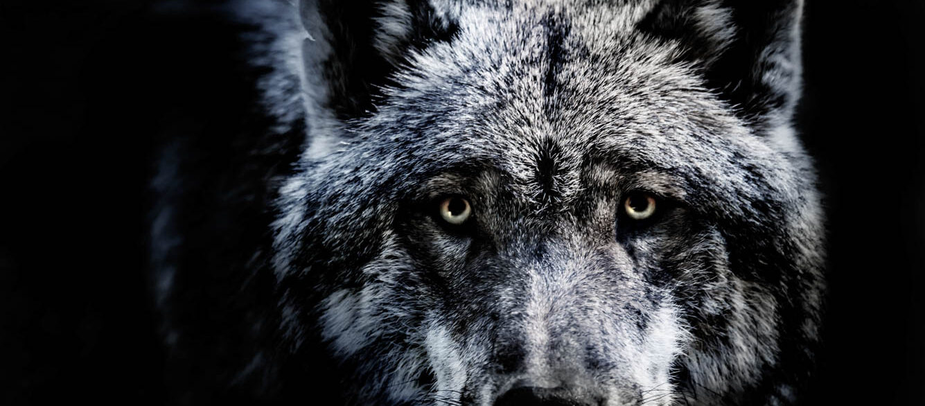 Close-Up Portrait Of Wolf Standing Against Black Background Close-Up Portrait Of Wolf Standing Against Black Background