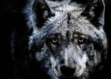 Close-Up Portrait Of Wolf Standing Against Black Background Close-Up Portrait Of Wolf Standing Against Black Background