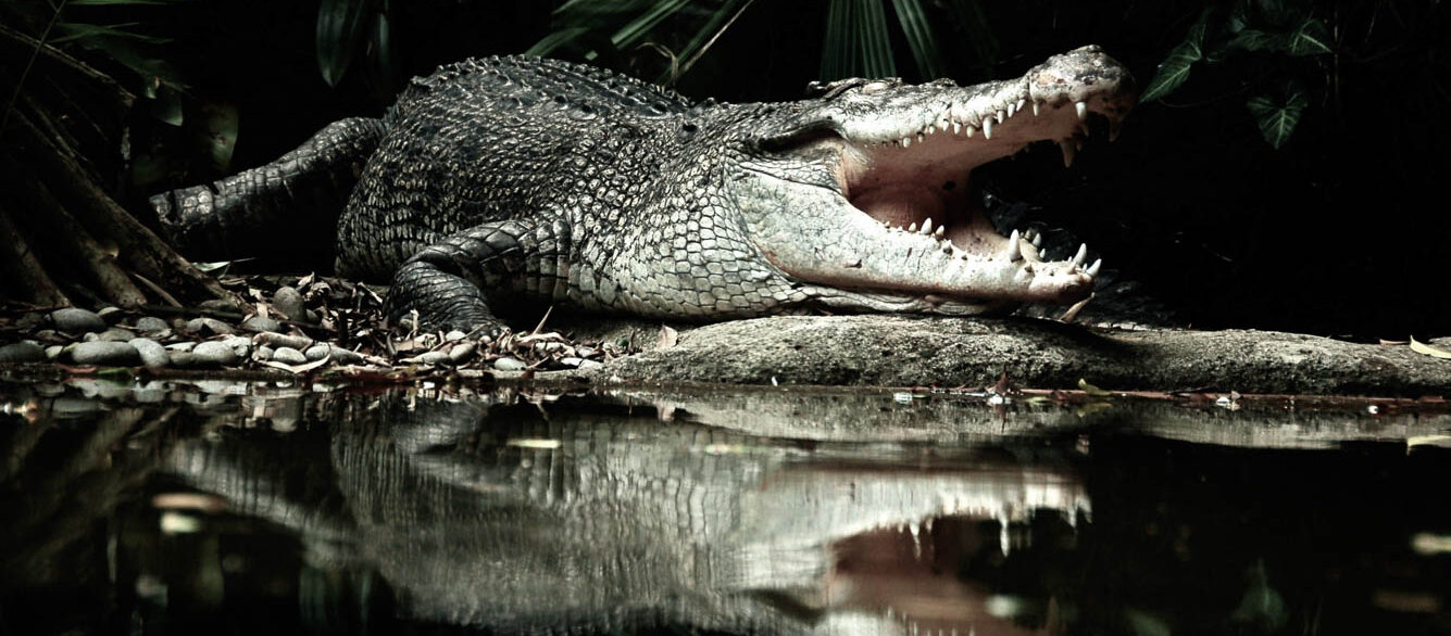 Crocodile Crocodile and its reflection on pond water