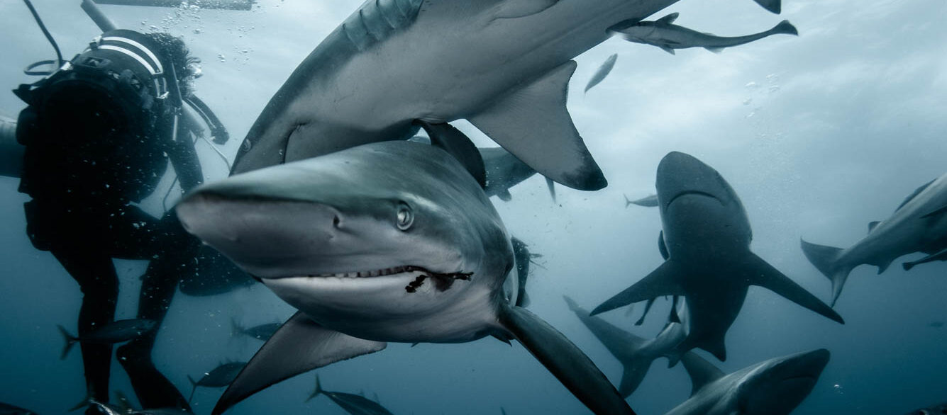 Diving with sharks Diving with sharks