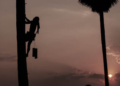 People in coconut plantation are working on coconut tree. People in coconut plantation are working on coconut tree.
