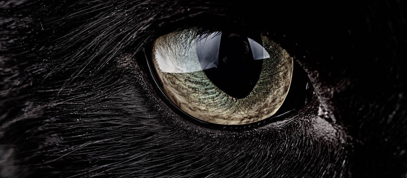 Eye of black cat, Felis silvestris catus Eye of black cat