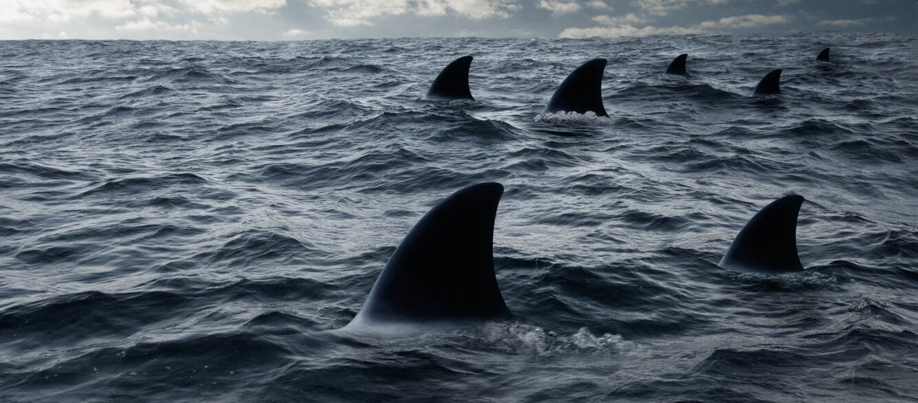 Shark fins in ocean Shark fins in ocean