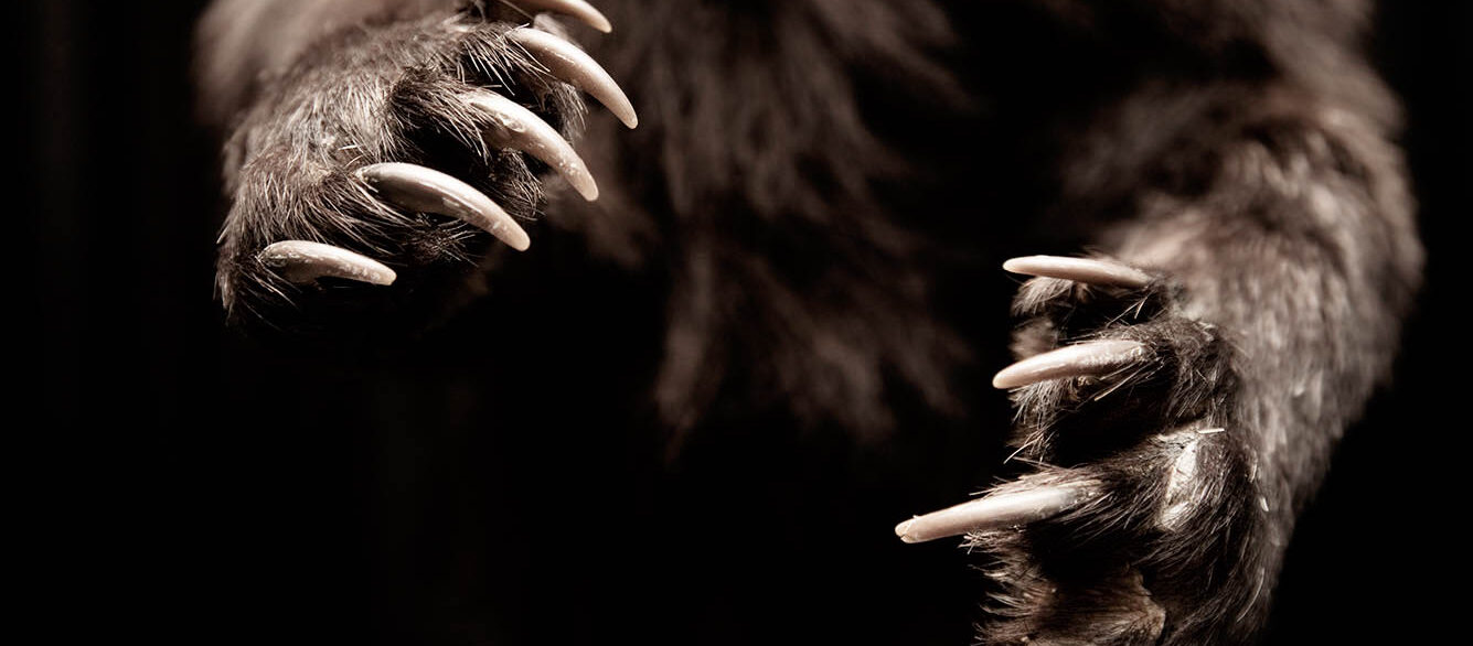 Closeup of paws on standing bear Closeup of paws on standing bear