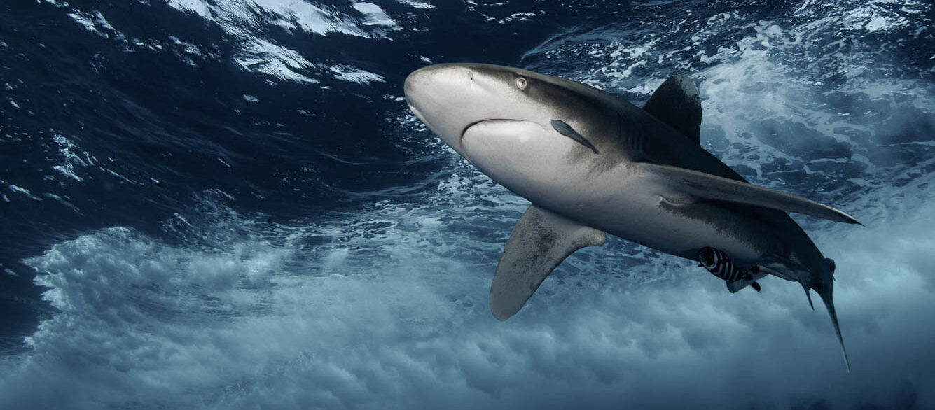 Shark near water surface Shark near water surface