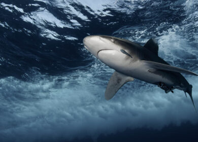 Shark near water surface Shark near water surface