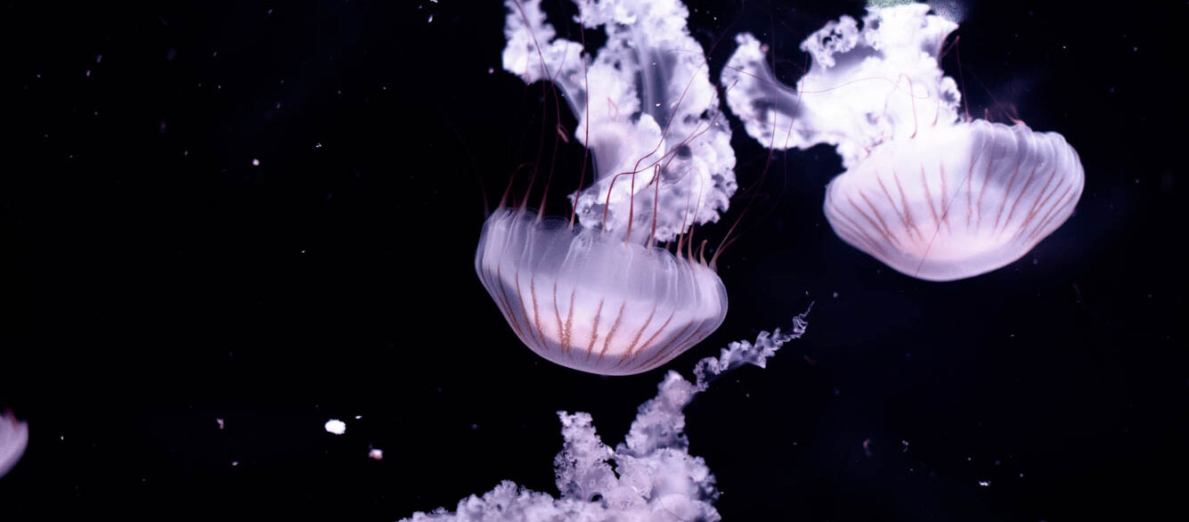 Two jellyfish floating in water Two jellyfish floating in water