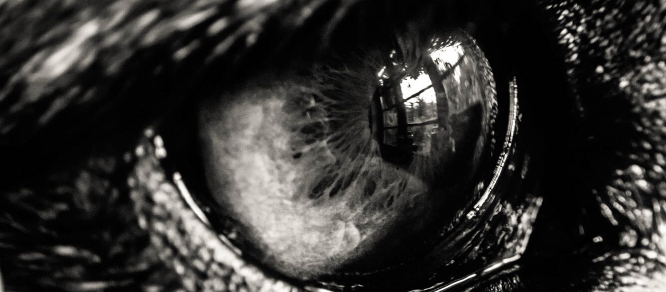 Close-up of black dog's eye Close-up of black dog's eye