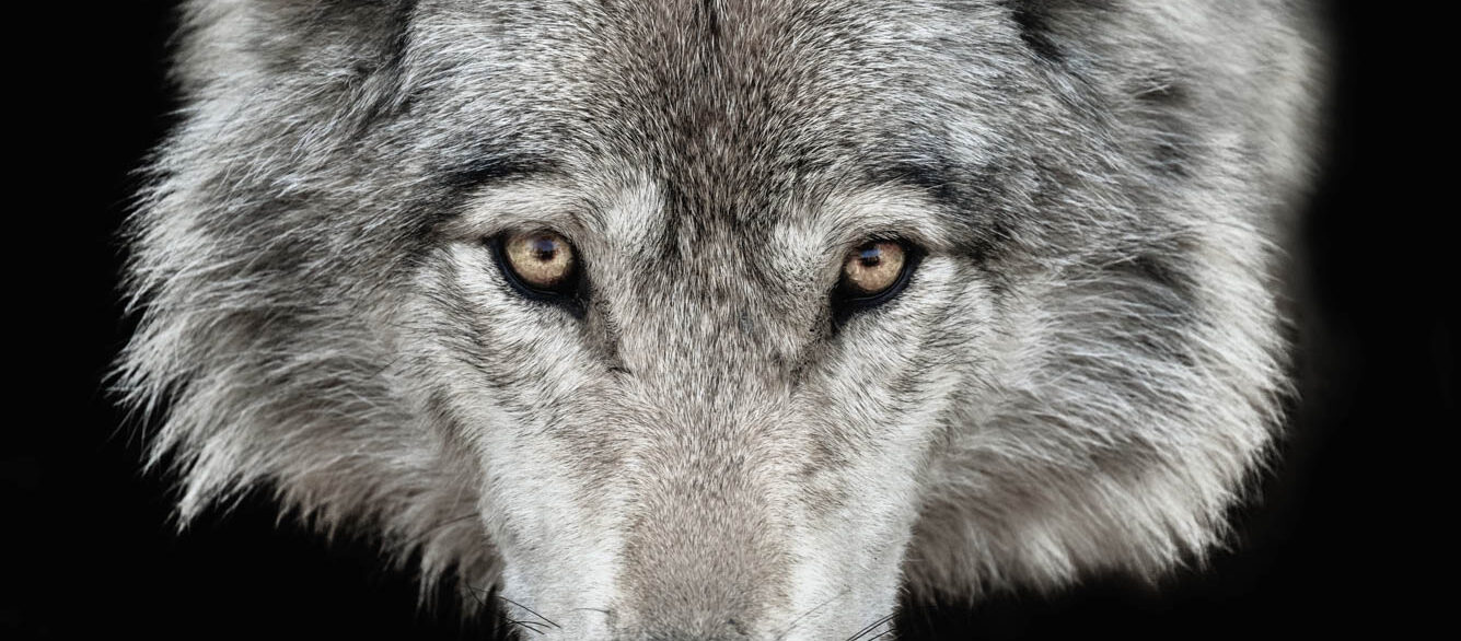 Close-up of Gray Wolf Close-up of Gray Wolf