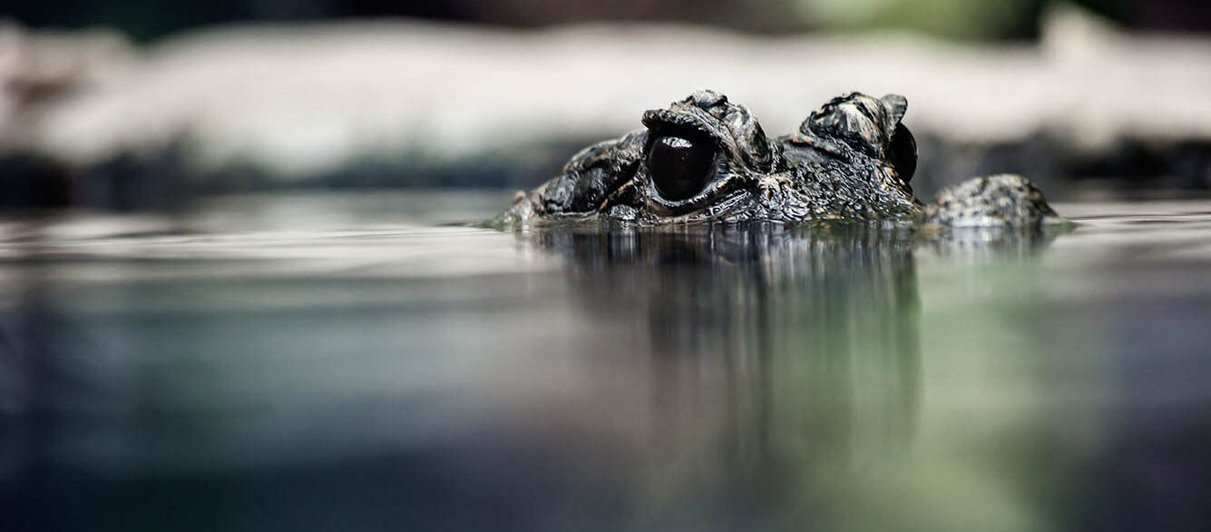 Eyes of a West African Dwarf Crocodile sticking out of water Eyes of a West African Dwarf Crocodile sticking out of water