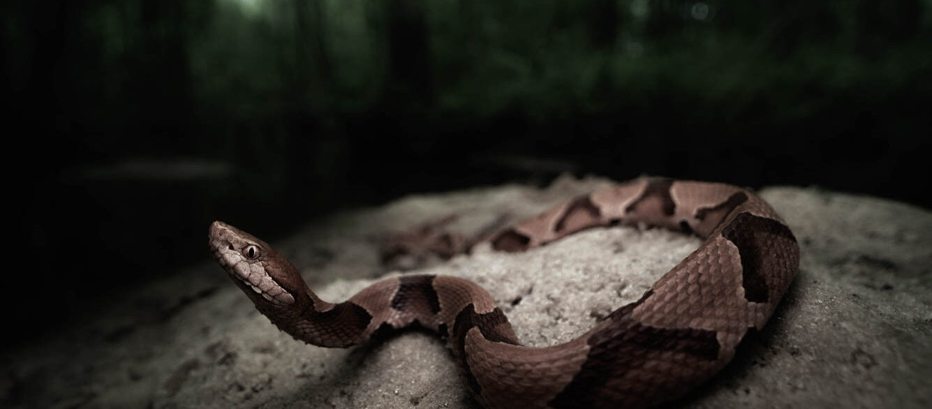 Wild Southern copperhead snake (Agkistrodon contortrix) in North Florida How do I make my website voice-search friendly?