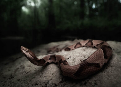 Wild Southern copperhead snake (Agkistrodon contortrix) in North Florida How do I make my website voice-search friendly?
